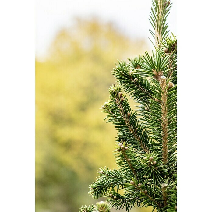 Piardino Zuckerhut-FichtePicea glauca 'Conica', Topfgröße: 15 cm Detail Shot