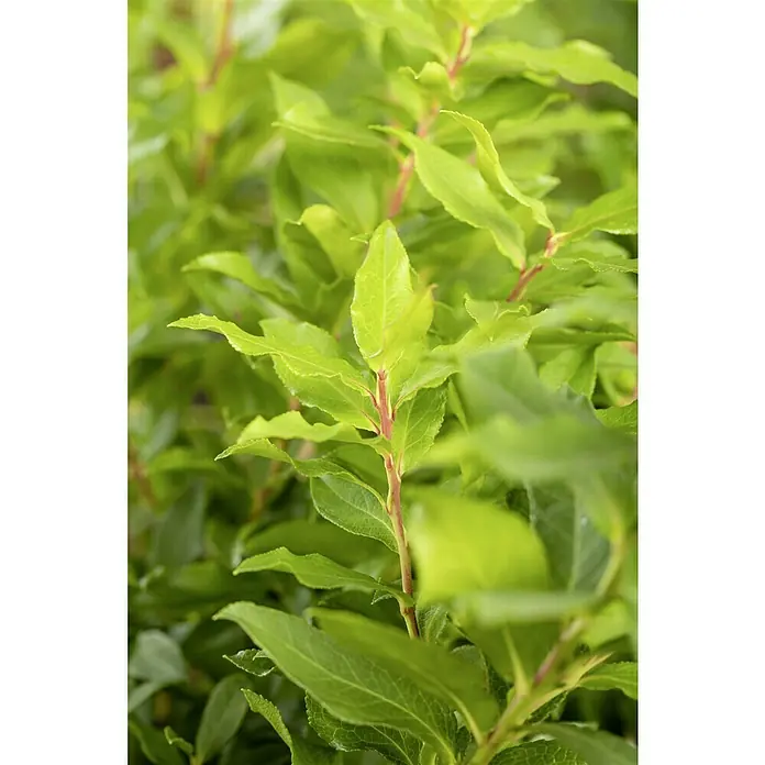 Piardino Heidelbeere - Vaccinium corymbosum 'Lucky Berry', Topfgröße: 23 cm, Erntezeit: Juli - Nahaufnahme von grünen Blättern an einem Strauch mit roten Stielen, die die Textur und das lebendige Grün der Pflanze hervorheben.