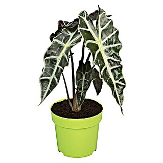 Piardino Pfeilblatt (Alocasia amazonica, Topfgröße: 12 cm)