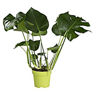 Piardino Fensterblatt (Monstera acuminata, Topfgröße: 17 cm)