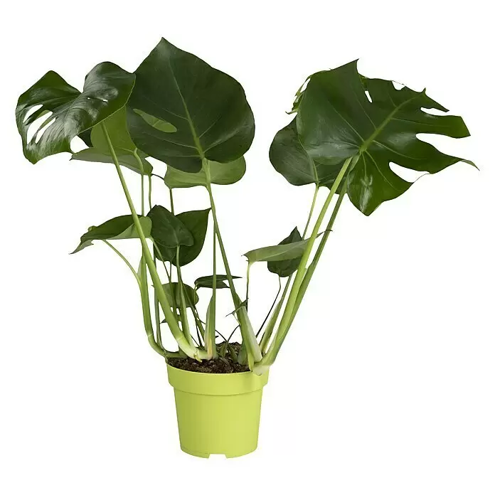 Piardino Fensterblatt - Monstera acuminata, Topfgröße: 17 cm - Vorderansicht