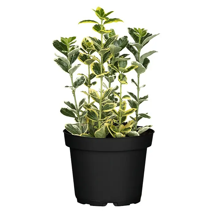 Piardino Evónimo Compacto - Euonymus japonicus, Verde - Un arbusto de Euonymus fortunei 'Emerald Gaiety' en una maceta negra, que muestra su follaje variegado verde y blanco para un toque elegante.