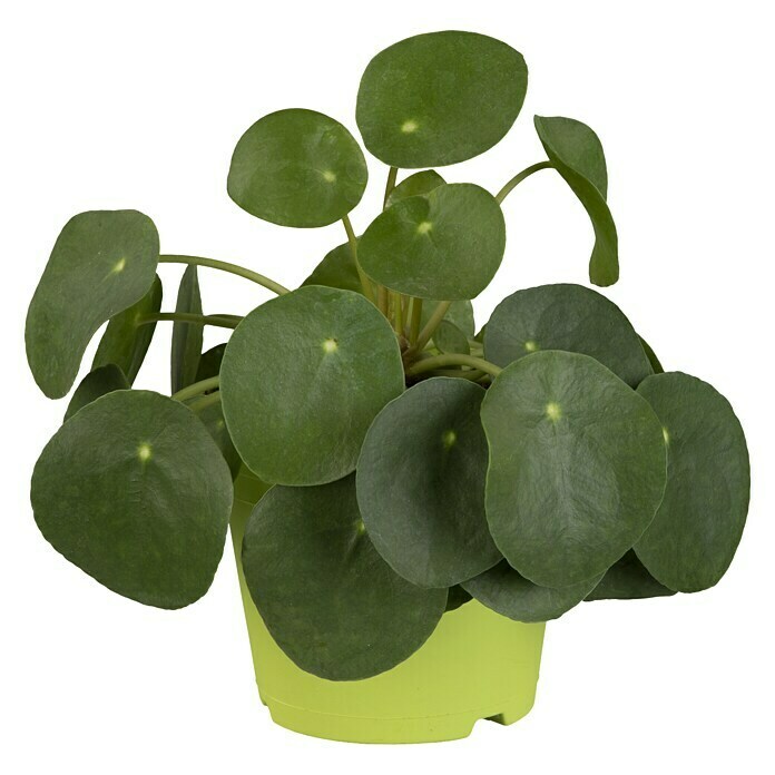 Piardino Kanonierblume GlückstalerPilea peperomioides, Topfgröße: 12 cm, Grün Front View