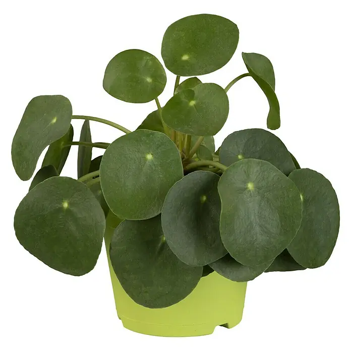 Piardino Kanonierblume Glückstaler - Pilea peperomioides, Topfgröße: 12 cm, Grün - Zimmerpflanze Pilea peperomioides in einem hellgrünen Topf, bekannt für ihre runden, pfannkuchenartigen Blätter.