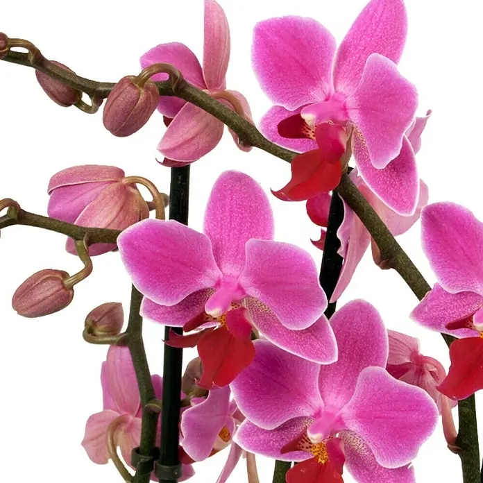 Piardino Schmetterlingsorchidee - Phalaenopsis Hybride Multiflora, Topfgröße: 12 cm, Anzahl Triebe: 3 Stk., Aufrecht, verschiedene Farben - Nahaufnahme einer rosa Orchidee mit roten Akzenten, die ihre filigrane Schönheit und exotische Anmut hervorhebt.