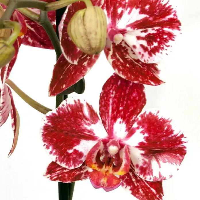 Piardino SchmetterlingsorchideePhalaenopsis Hybride Mashimo, Topfgröße: 12 cm, Rot Polka Dots, Anzahl Triebe: 2 Stk., Aufrecht - Nahaufnahme einer rot-weiß gesprenkelten Orchidee mit gelben Akzenten vor einem hellen Hintergrund, die die filigrane Schönheit der Blüte hervorhebt.