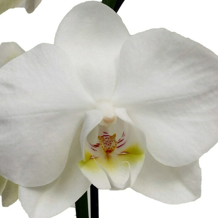 Piardino Orquídea mariposa (Phalaenopsis Hybride Snow Ball, Tamaño de maceta: 15 cm, Blanco)