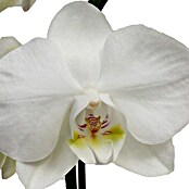 Piardino Orquídea mariposa (Phalaenopsis Hybride Snow Ball, Tamaño de maceta: 15 cm, Blanco)
