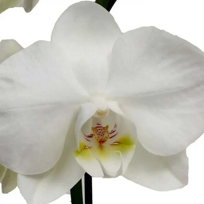 Piardino Orquídea mariposa - Phalaenopsis Hybride Snow Ball, Tamaño de maceta: 15 cm, Blanco, Número de brotes: 2 ud., En posición vertical - Primer plano de una elegante flor de orquídea blanca, mostrando sus finos detalles y delicados toques de color en su interior.