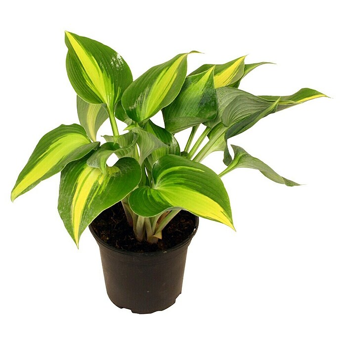 Piardino Funkie (Topfgröße: 17 cm)