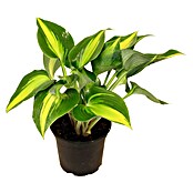 Piardino Funkie (Topfgröße: 17 cm)