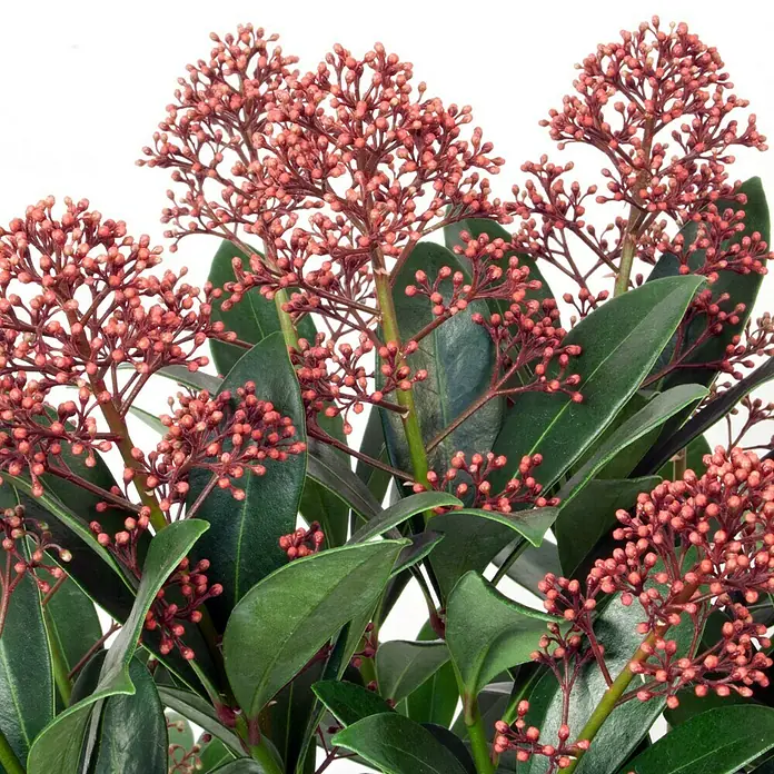 Piardino Esquimia - Skimmia japonica 'Rubella', Tamaño de maceta: 14 cm, Color de flor: Rojo - Primer plano de una planta de Skimmia japonica con brotes rojos y hojas verdes sobre un fondo brillante.