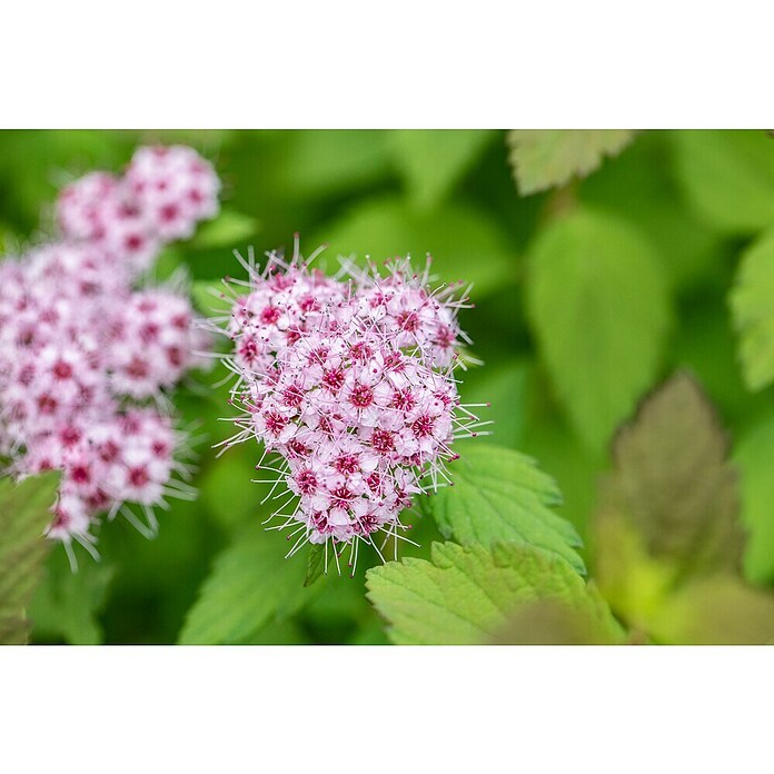 Spirea japonica Magic Carpet 19 Magic Ca