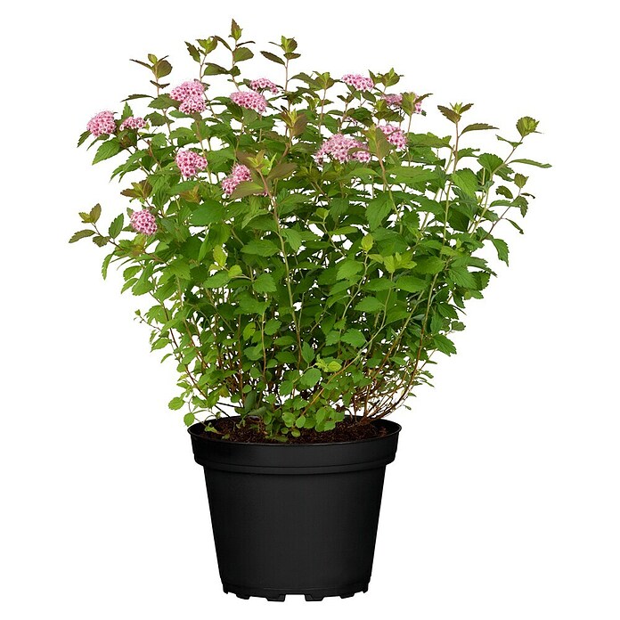 Spiraea vanhouttei 4Saison