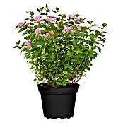 Spiraea vanhouttei 4Saison