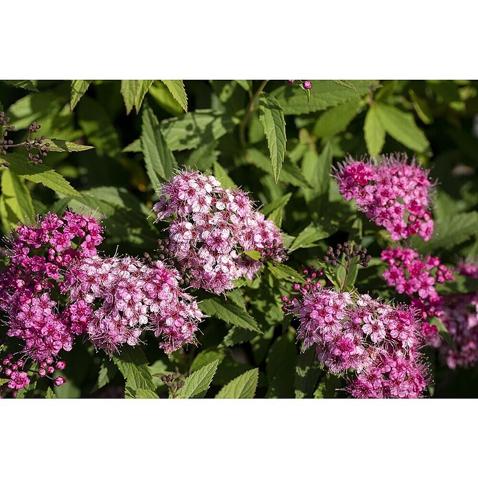 Spiraea vanhouttei 4Saison