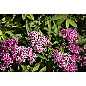 Spiraea vanhouttei 4Saison