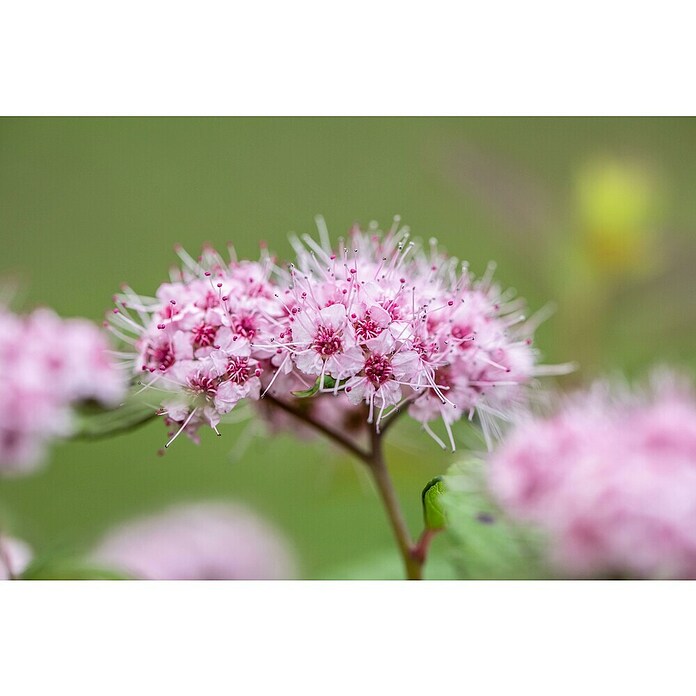 Spirea japonica Magic Carpet 19 Magic Ca