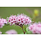 Spirea japonica Magic Carpet 19 Magic Ca