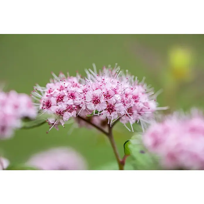 Piardino Japanische Prachtspiere - Spiraea japonica in Sorten, Topfgröße: 18 cm - Nahaufnahme einer blassrosa Spirea-Blüte mit filigranen Staubgefäßen vor einem sanftgrünen Hintergrund.