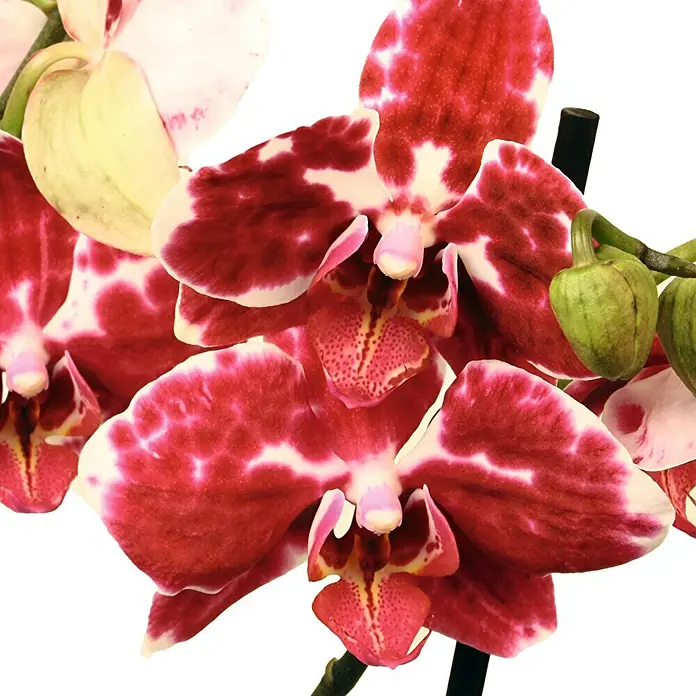 Piardino Orquídea mariposa - Phalaenopsis Hybride Phantom, Tamaño de maceta: 12 cm, Rojo/Blanco, Número de brotes: 2 ud., En posición vertical - Primer plano de flores de orquídea burdeos y blancas, que muestra patrones intrincados y destaca su belleza natural.