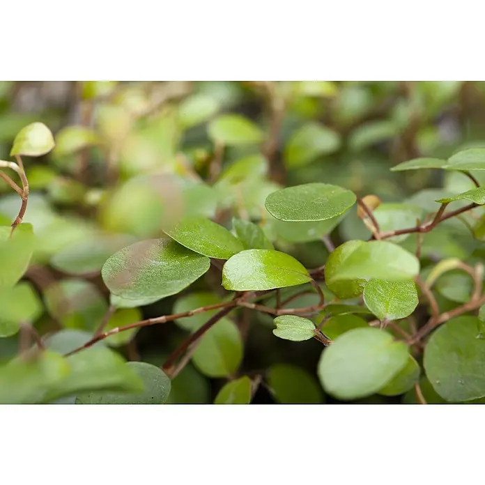 Drahtstrauch - Muehlenbeckia complexa, Topfgröße: 12 cm, Blattfarbe: Grün - Nahaufnahme einer Muehlenbeckia complexa-Pflanze mit kleinen, runden Blättern und feinen, braunen Stielen, die eine dichte und grüne Textur bildet.