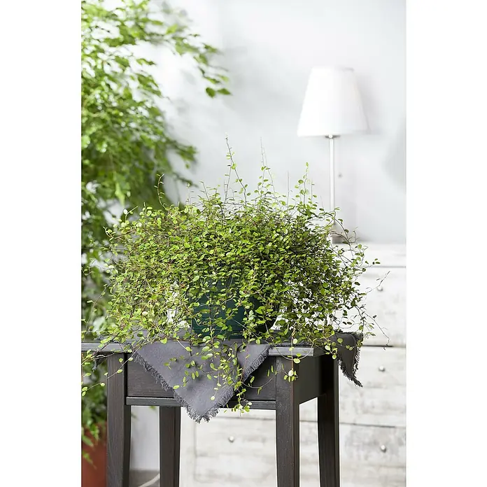 Drahtstrauch - Muehlenbeckia complexa, Topfgröße: 12 cm, Blattfarbe: Grün - Zimmerpflanze Muehlenbeckia im Topf auf einem Tisch mit grauer Tischdecke, im Hintergrund ein weiteres Grünpflanze und eine Lampe.