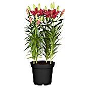 Lilium Hybride 19 Aziaat i.F. gem. knosp