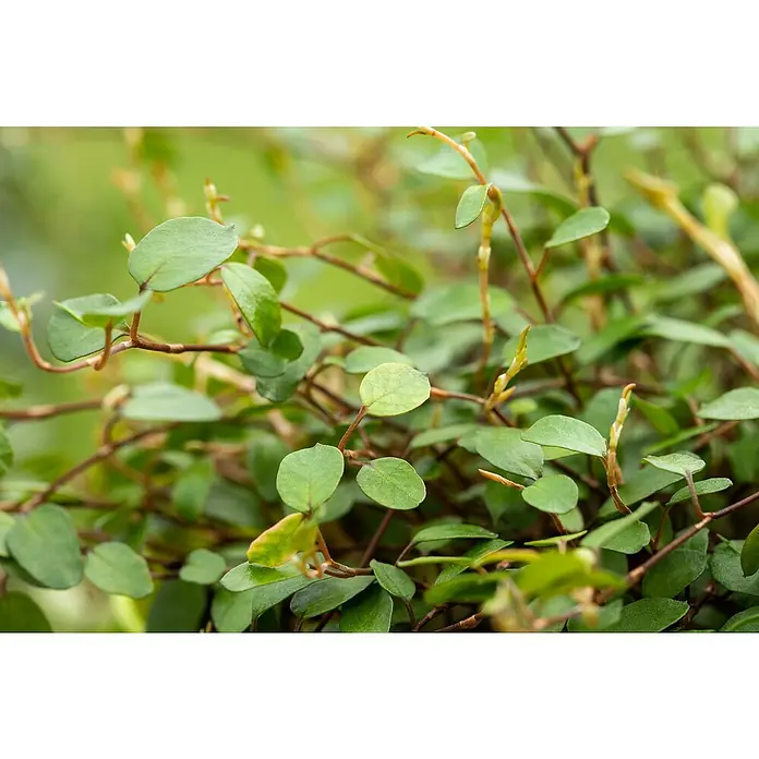 Drahtstrauch - Muehlenbeckia complexa, Topfgröße: 12 cm, Blattfarbe: Grün - Nahaufnahme einer Muehlenbeckia Pflanze mit kleinen runden Blättern und dünnen braunen Stielen vor einem unscharfen grünen Hintergrund.