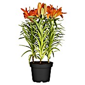 Lilium Hybride 19 Aziaat i.F. gem. knosp