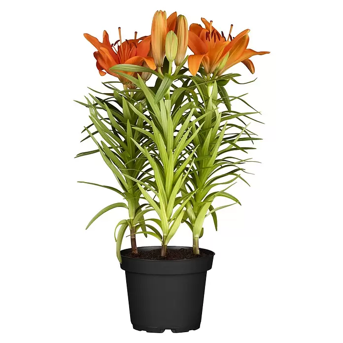 Piardino Lilie - Lilium Hybride, Topfgröße: 19 cm, verschiedene Farben - Topf-Lilienpflanze mit leuchtend orangen Blüten und grünen Blättern in einem schwarzen Topf.