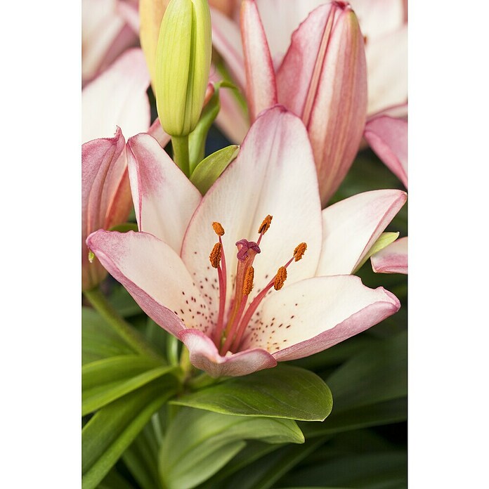 Lilium Hybride 19 Aziaat i.F. gem. knosp