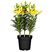 Lilium Hybride 19 Aziaat i.F. gem. knosp