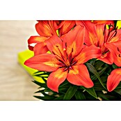 Lilium Hybride 19 Aziaat i.F. gem. knosp