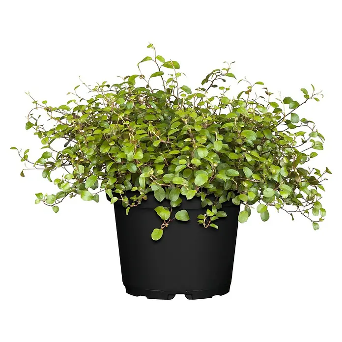 Drahtstrauch - Muehlenbeckia complexa, Topfgröße: 12 cm, Blattfarbe: Grün - Eine üppige, grüne Muehlenbeckia Zimmerpflanze in einem schwarzen Topf, ideal für die Innenraumbegrünung und zur Dekoration von Wohnräumen.