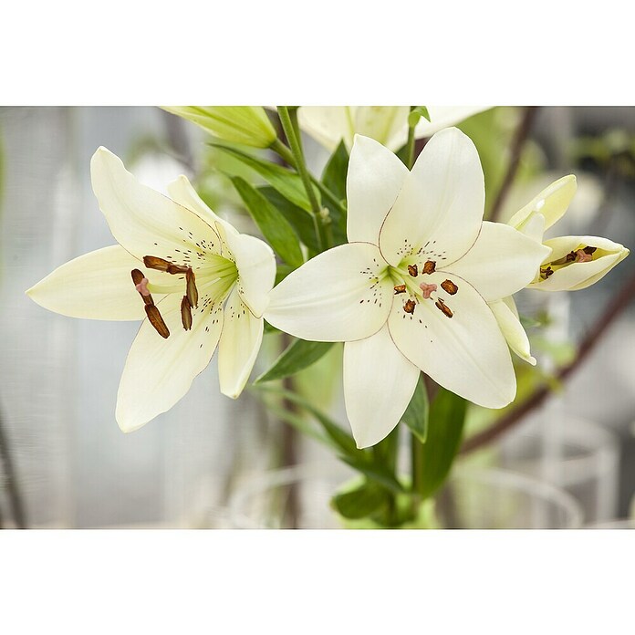 Lilium Hybride 19 Aziaat i.F. gem. knosp