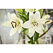 Lilium Hybride 19 Aziaat i.F. gem. knosp