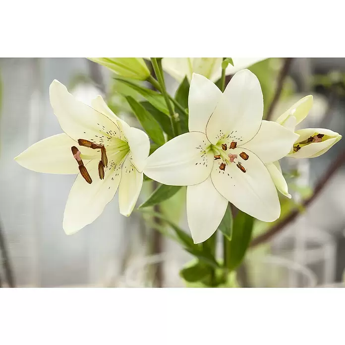 Piardino Lilie - Lilium Hybride, Topfgröße: 19 cm, verschiedene Farben - Zwei elegante cremeweiße Lilienblüten mit auffälligen braunen Staubgefäßen und dunklen Sprenkeln, umgeben von grünen Blättern.