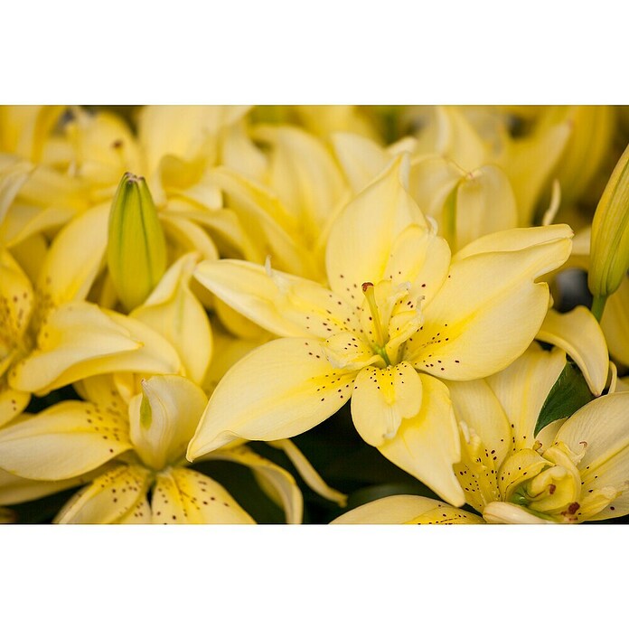 Lilium Hybride 19 Aziaat i.F. gem. knosp