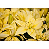 Lilium Hybride 19 Aziaat i.F. gem. knosp