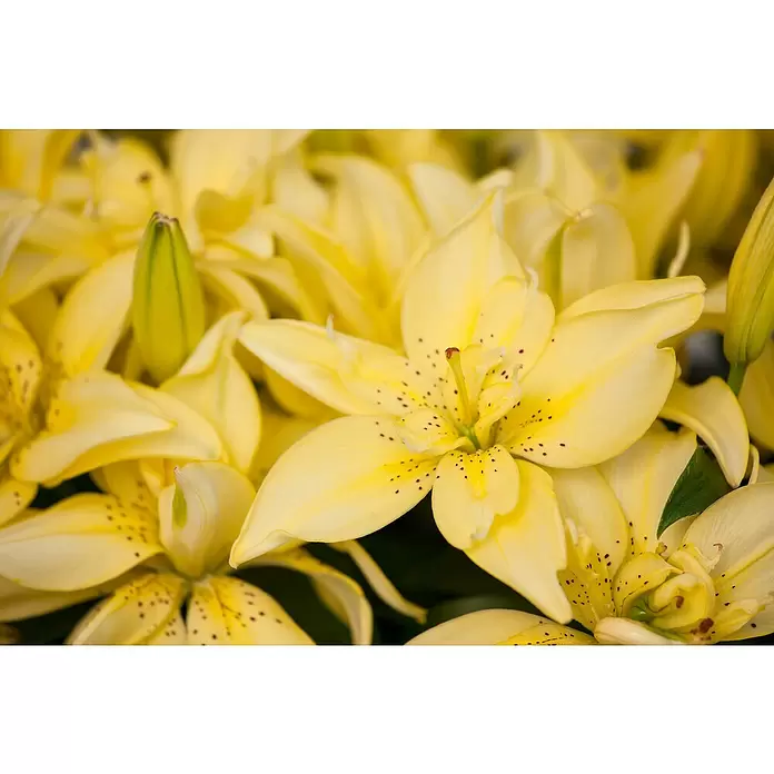 Piardino Lilie - Lilium Hybride, Topfgröße: 19 cm, verschiedene Farben - Leuchtend gelbe Lilien in voller Blüte und als Knospen, mit zarten braunen Sprenkeln auf den Blütenblättern.