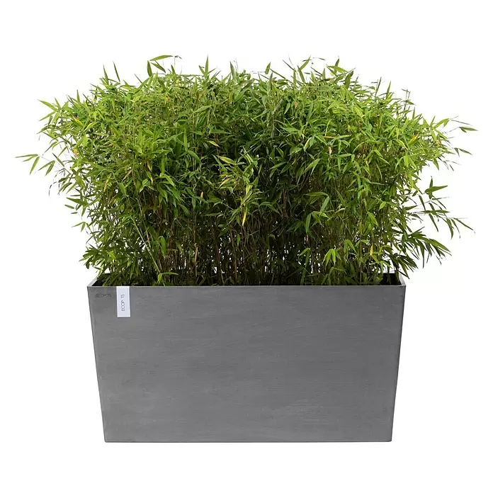 Ecopots Pflanzkasten Paris - Außenmaß (L x B x H): 100,5 x 39,6 x 51,8 cm, Kunststoff, Grau, Ausstattung Pflanzgefäß: Rollen - Rechteckiger grauer Pflanzkübel gefüllt mit üppigen grünen Bambuspflanzen.