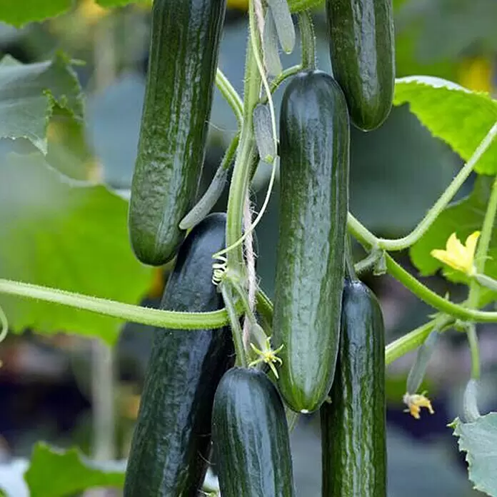 Piardino Schlangengurke Mini - Cucumis sativus, 12 cm, Erntezeit: August