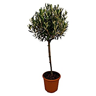 Piardino Olivenbaum (Olea europaea, Topfgröße: 24 cm)