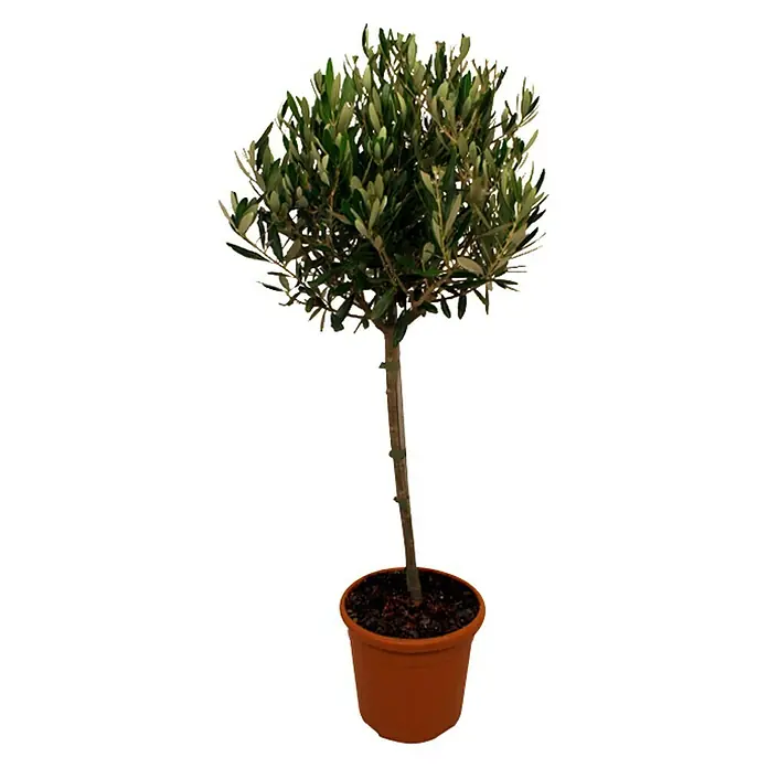 Piardino Olivenbaum - Olea europaea, Topfgröße: 24 cm - Ein Olivenbaum im Topf. Der Baum hat einen langen Stamm und eine runde Krone mit grünen Blättern. Der Topf ist braun.