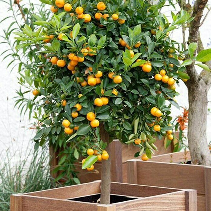 Piardino Zitronenbaum (Topfgröße: 20 cm)