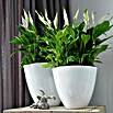 Piardino Sierra (Spathiphyllum wallisii, Tamaño de maceta: 21 cm, Blanco)