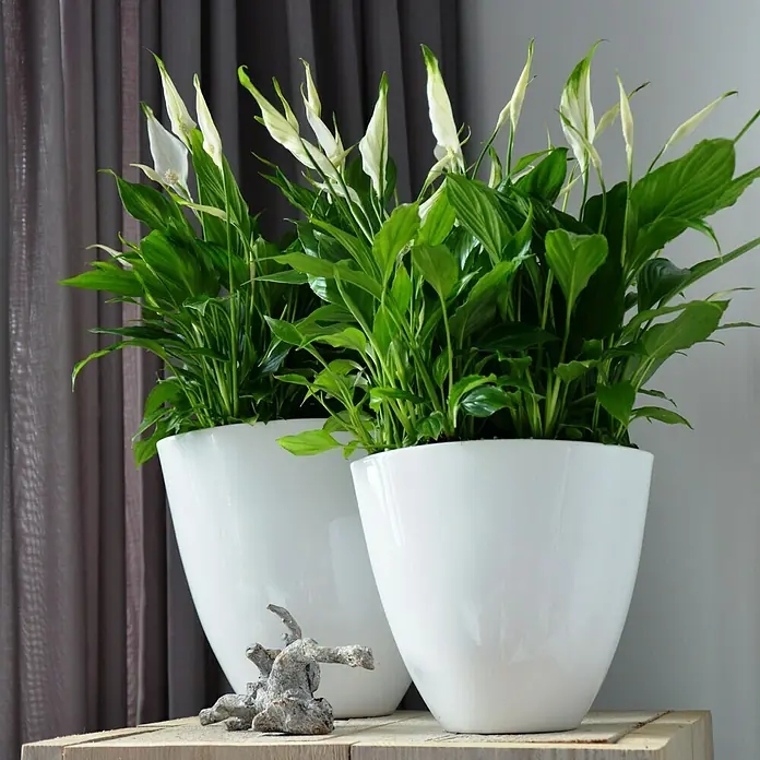 Piardino Air So Pure Spathiphyllum - Spathiphyllum wallisii, Tamaño de maceta: 21 cm, Blanco - Dos elegantes macetas blancas con exuberante vegetación, creando un ambiente tranquilo y elegante.