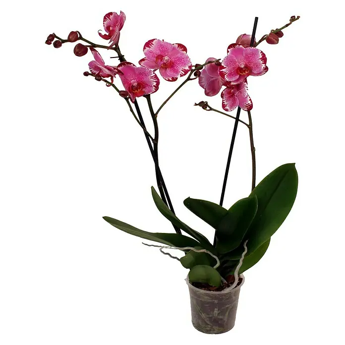 Piardino Orquídea mariposa - Phalaenopsis Macig Art, Tamaño de maceta: 12 cm, Rosa oscuro/Blanco, Número de brotes: 2 ud., En posición vertical - Primer plano de una orquídea Phalaenopsis rosa en una maceta transparente, que muestra sus vibrantes flores y hojas verdes y saludables.