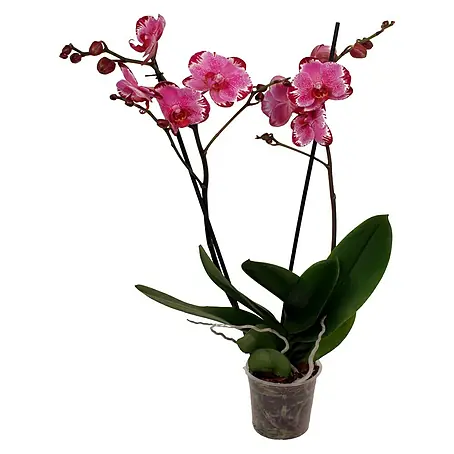 Piardino Orquídea mariposa